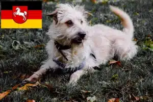 Mehr über den Artikel erfahren Irish Glen of Imaal Terrier Züchter und Welpen in Niedersachsen