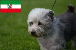 Mehr über den Artikel erfahren Irish Glen of Imaal Terrier Züchter und Welpen in Nordrhein-Westfalen