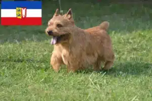 Mehr über den Artikel erfahren Irish Glen of Imaal Terrier Züchter und Welpen in Schleswig-Holstein