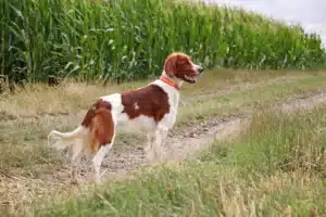 Mehr über den Artikel erfahren Irish Red and White Setter Züchter