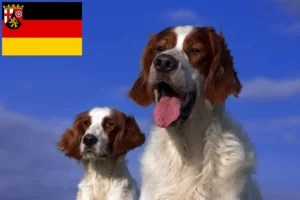 Mehr über den Artikel erfahren Irish Red and White Setter Züchter und Welpen in Rheinland-Pfalz