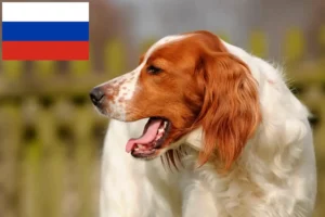 Mehr über den Artikel erfahren Irish Red and White Setter Züchter und Welpen in Russland