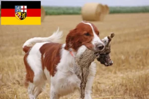 Mehr über den Artikel erfahren Irish Red and White Setter Züchter und Welpen im Saarland