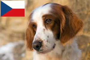 Mehr über den Artikel erfahren Irish Red and White Setter Züchter und Welpen in Tschechien