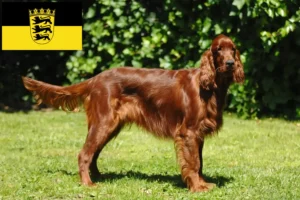 Mehr über den Artikel erfahren Irish Red Setter Züchter und Welpen in Baden-Württemberg