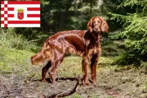 Mehr über den Artikel erfahren Irish Red Setter Züchter und Welpen in Bremen