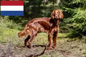 Mehr über den Artikel erfahren Irish Red Setter Züchter und Welpen in den Niederlanden