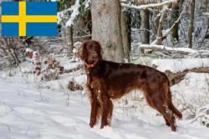 Mehr über den Artikel erfahren Irish Red Setter Züchter und Welpen in Schweden