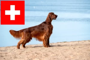 Mehr über den Artikel erfahren Irish Red Setter Züchter und Welpen in der Schweiz