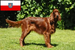 Mehr über den Artikel erfahren Irish Red Setter Züchter und Welpen in Thüringen