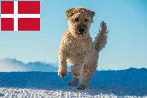 Mehr über den Artikel erfahren Irish Soft Coated Wheaten Terrier Züchter und Welpen in Dänemark