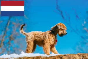 Read more about the article Irish Soft Coated Wheaten Terrier Züchter und Welpen in den Niederlanden