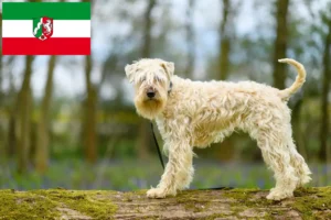 Read more about the article Irish Soft Coated Wheaten Terrier Züchter und Welpen in Nordrhein-Westfalen