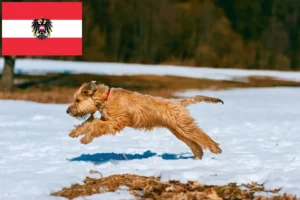 Read more about the article Irish Soft Coated Wheaten Terrier Züchter und Welpen in Österreich