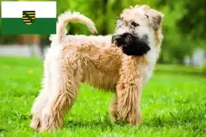 Mehr über den Artikel erfahren Irish Soft Coated Wheaten Terrier Züchter und Welpen in Sachsen