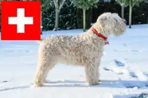 Mehr über den Artikel erfahren Irish Soft Coated Wheaten Terrier Züchter und Welpen in der Schweiz