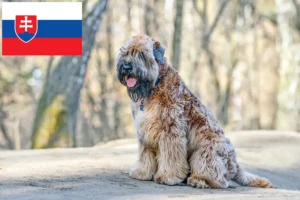 Mehr über den Artikel erfahren Irish Soft Coated Wheaten Terrier Züchter und Welpen in der Slowakei