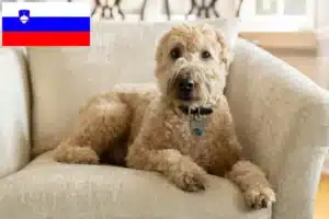 Mehr über den Artikel erfahren Irish Soft Coated Wheaten Terrier Züchter und Welpen in Slowenien