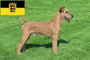 Mehr über den Artikel erfahren Irish Terrier Züchter und Welpen in Baden-Württemberg