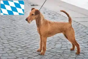 Mehr über den Artikel erfahren Irish Terrier Züchter und Welpen in Bayern