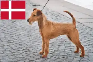 Mehr über den Artikel erfahren Irish Terrier Züchter und Welpen in Dänemark