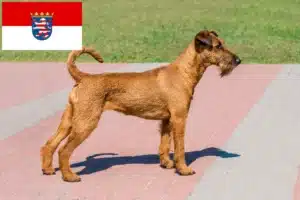 Mehr über den Artikel erfahren Irish Terrier Züchter und Welpen in Hessen