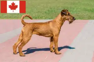 Mehr über den Artikel erfahren Irish Terrier Züchter und Welpen in Kanada