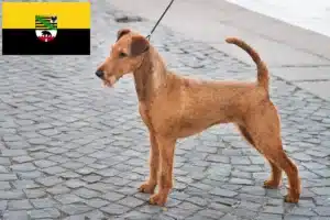 Mehr über den Artikel erfahren Irish Terrier Züchter und Welpen in Sachsen-Anhalt