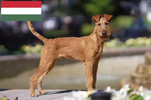 Mehr über den Artikel erfahren Irish Terrier Züchter und Welpen in Ungarn