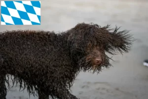 Mehr über den Artikel erfahren Irish Water Spaniel Züchter und Welpen in Bayern