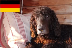 Mehr über den Artikel erfahren Irish Water Spaniel Züchter und Welpen in Deutschland