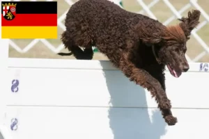 Mehr über den Artikel erfahren Irish Water Spaniel Züchter und Welpen in Rheinland-Pfalz