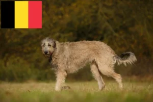 Mehr über den Artikel erfahren Irish Wolfhound Züchter und Welpen in Belgien