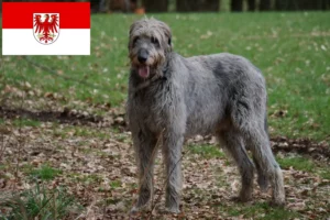 Mehr über den Artikel erfahren Irish Wolfhound Züchter und Welpen in Brandenburg
