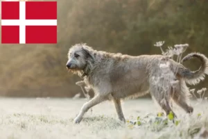 Mehr über den Artikel erfahren Irish Wolfhound Züchter und Welpen in Dänemark