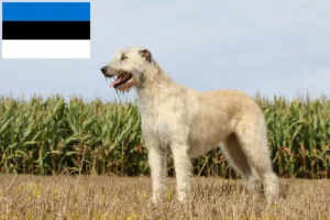 Mehr über den Artikel erfahren Irish Wolfhound Züchter und Welpen in Estland
