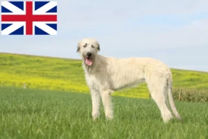 Mehr über den Artikel erfahren Irish Wolfhound Züchter und Welpen in Großbritannien