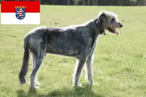 Mehr über den Artikel erfahren Irish Wolfhound Züchter und Welpen in Hessen