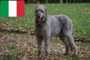 Mehr über den Artikel erfahren Irish Wolfhound Züchter und Welpen in Italien