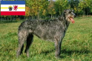 Mehr über den Artikel erfahren Irish Wolfhound Züchter und Welpen in Mecklenburg-Vorpommern