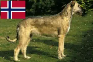 Mehr über den Artikel erfahren Irish Wolfhound Züchter und Welpen in Norwegen