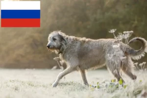 Mehr über den Artikel erfahren Irish Wolfhound Züchter und Welpen in Russland