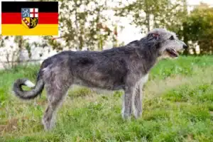 Mehr über den Artikel erfahren Irish Wolfhound Züchter und Welpen im Saarland