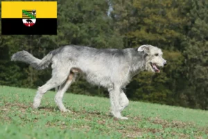 Mehr über den Artikel erfahren Irish Wolfhound Züchter und Welpen in Sachsen-Anhalt