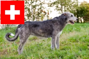 Mehr über den Artikel erfahren Irish Wolfhound Züchter und Welpen in der Schweiz