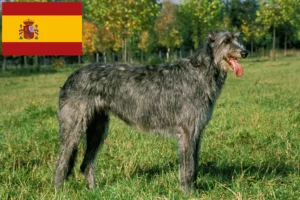 Mehr über den Artikel erfahren Irish Wolfhound Züchter und Welpen in Spanien