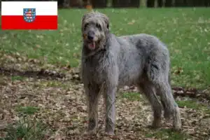 Mehr über den Artikel erfahren Irish Wolfhound Züchter und Welpen in Thüringen
