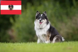 Mehr über den Artikel erfahren Islandhund Züchter und Welpen in Österreich