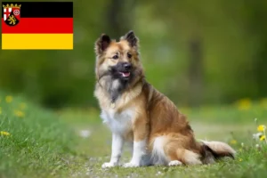 Mehr über den Artikel erfahren Islandhund Züchter und Welpen in Rheinland-Pfalz