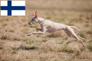 Mehr über den Artikel erfahren Italienisches Windspiel Züchter und Welpen in Finnland